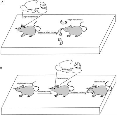 The neural connections of oxytocin-mediated parental behavior in male mice